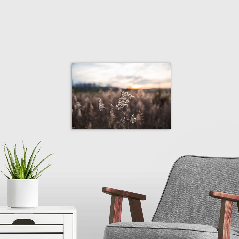 A modern room featuring Dried Wild Grass And Country Fields With Winter Sunset
