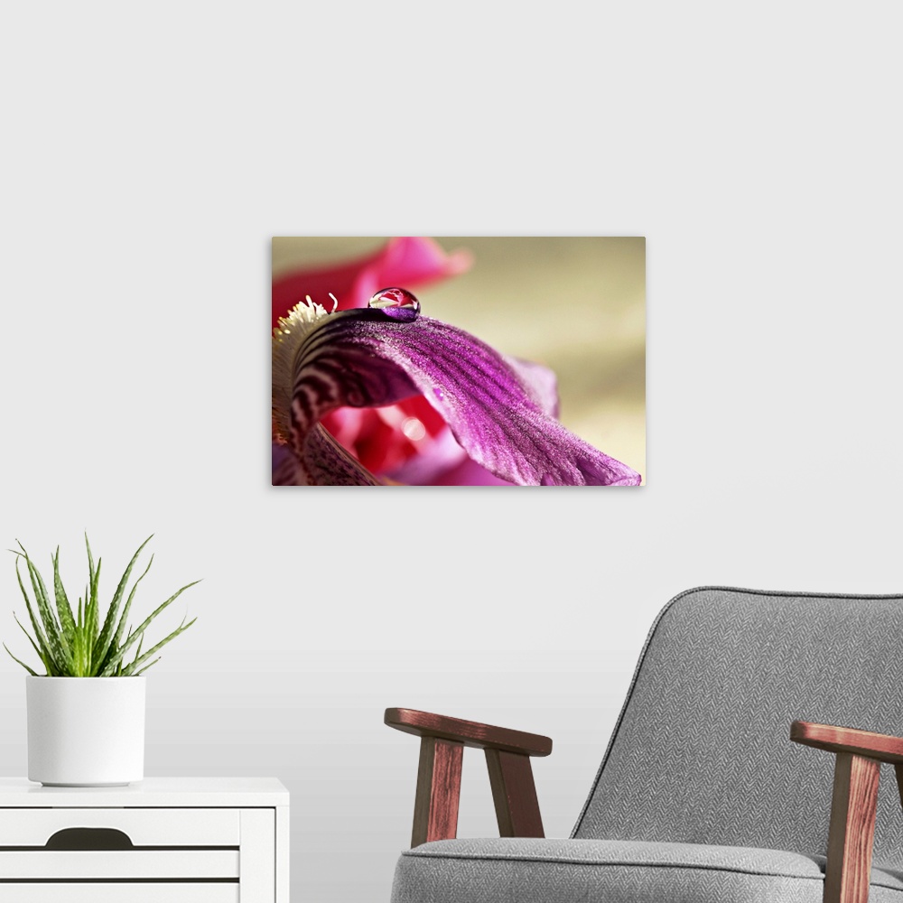 A modern room featuring lily, rose, drop, water, macro, extension tube, pink, purple