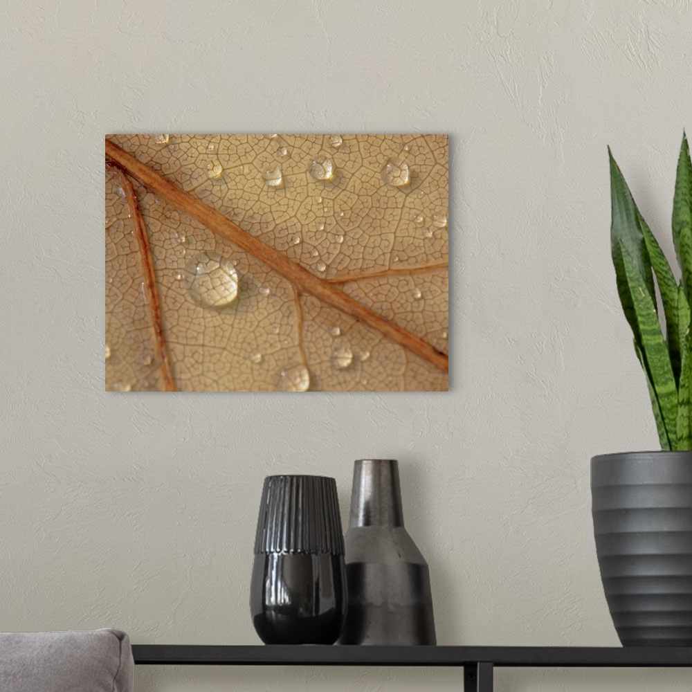A modern room featuring Droplets on a leaf, close-up