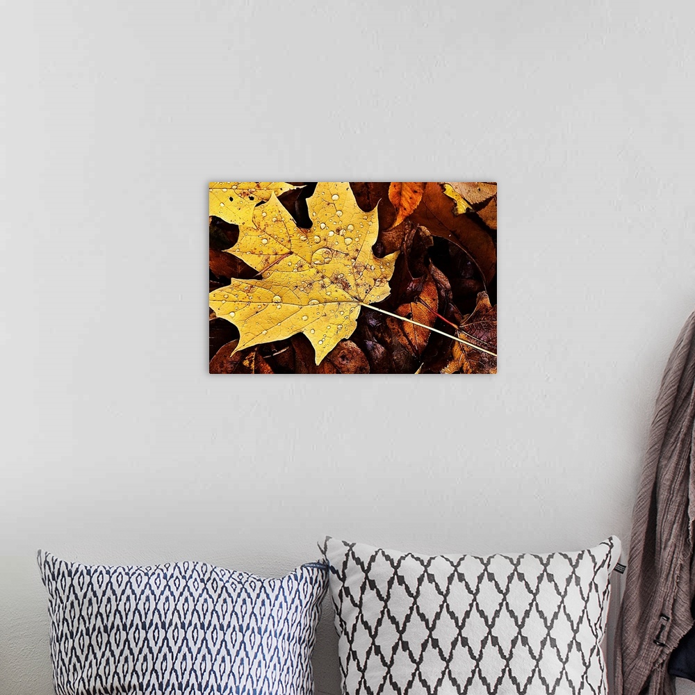A bohemian room featuring Rain covered fall leaves with one yellow maple leaf.