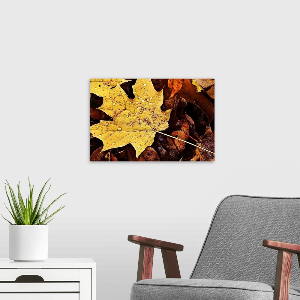 A modern room featuring Rain covered fall leaves with one yellow maple leaf.