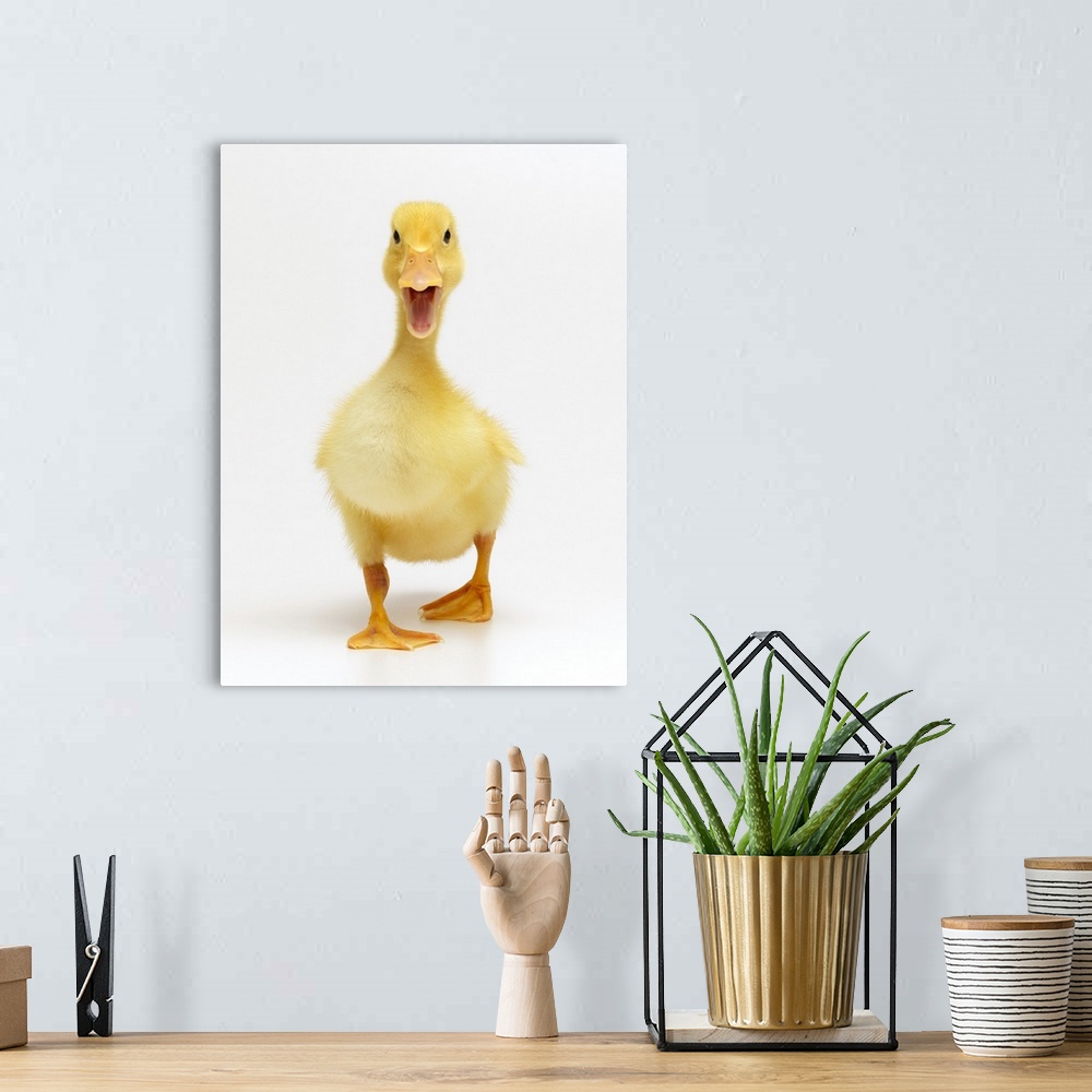 A bohemian room featuring Duckling