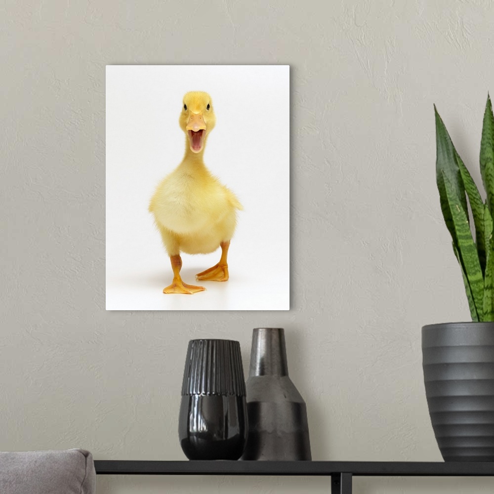 A modern room featuring Duckling