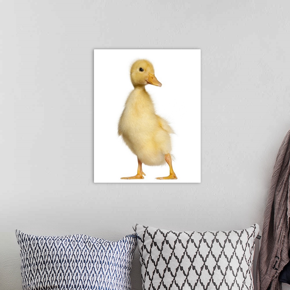 A bohemian room featuring Duckling (1 week old)