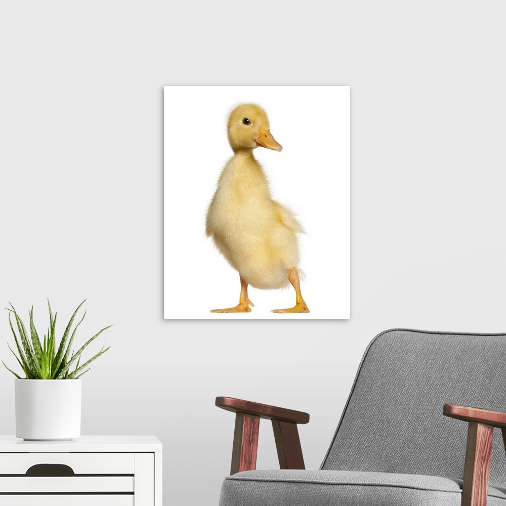 A modern room featuring Duckling (1 week old)