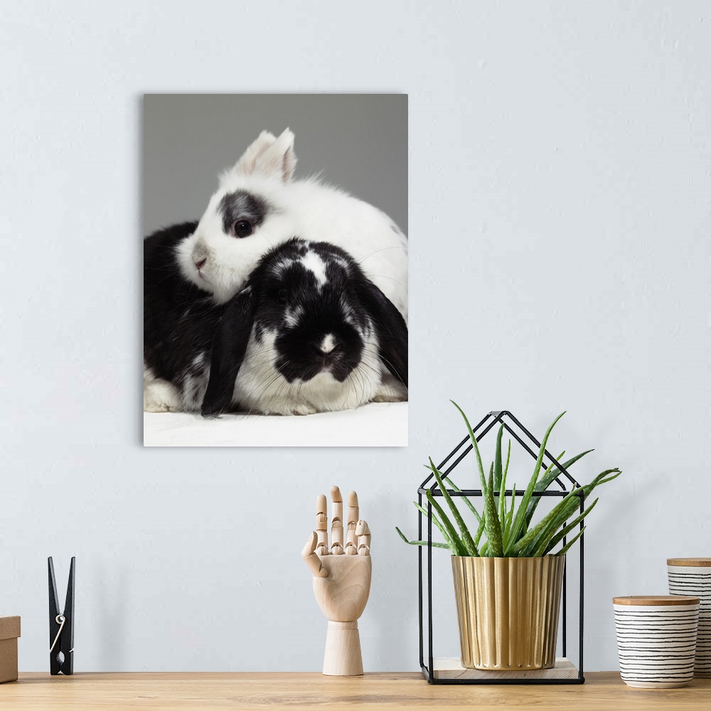 A bohemian room featuring Dwarf-eared rabbit leaning over lop-eared rabbit, close-up
