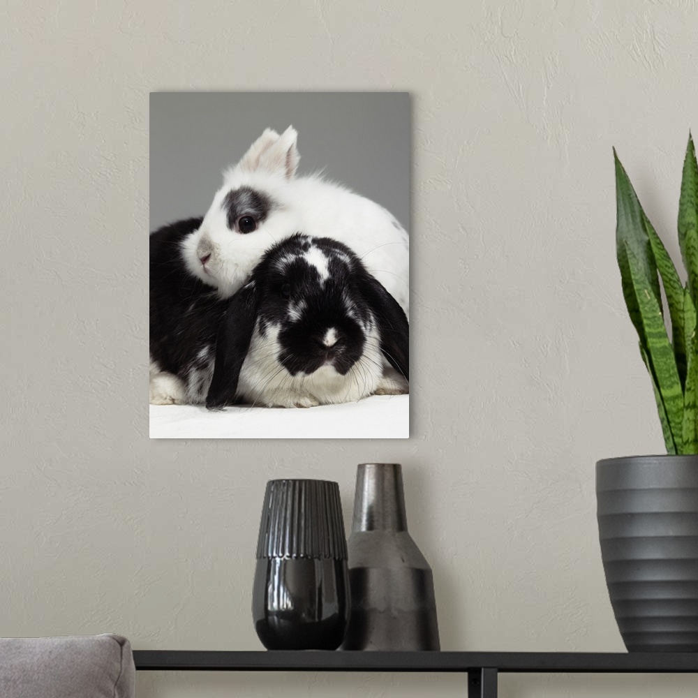 A modern room featuring Dwarf-eared rabbit leaning over lop-eared rabbit, close-up