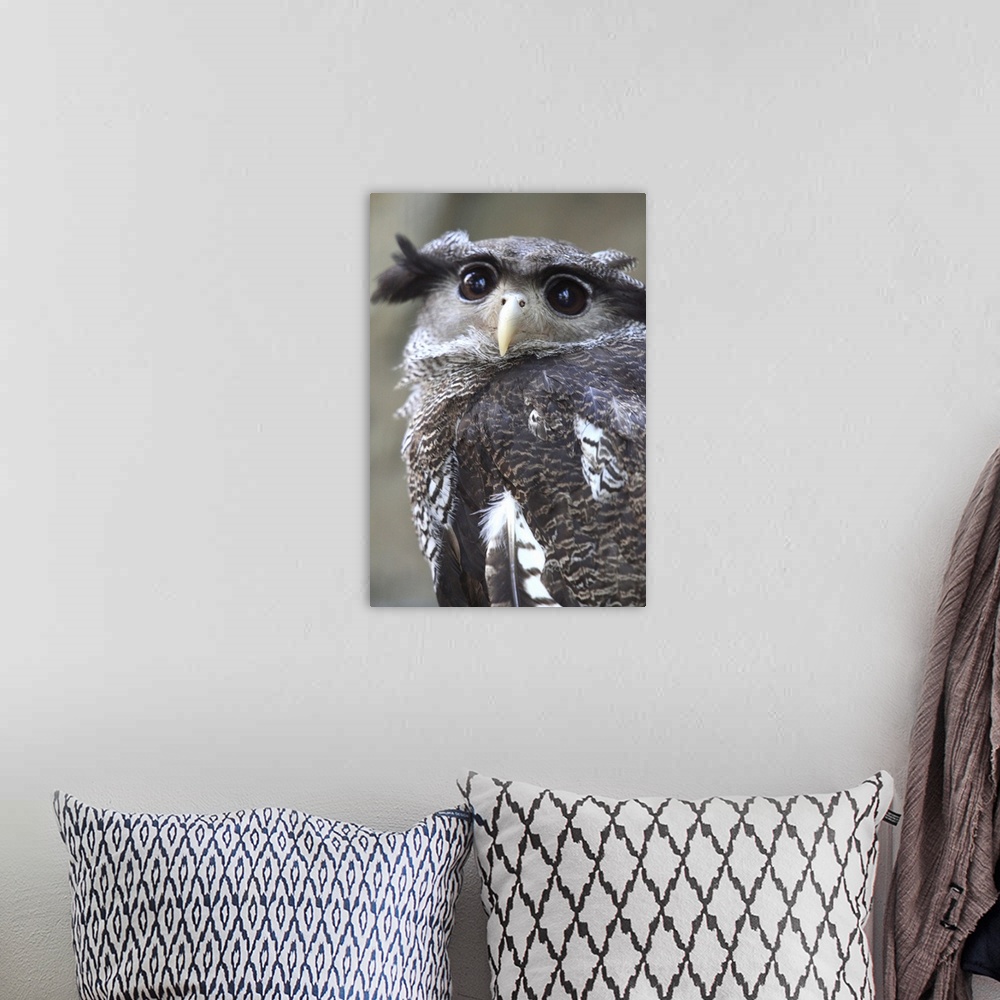 A bohemian room featuring Eagle owl, Tokyo, Japan