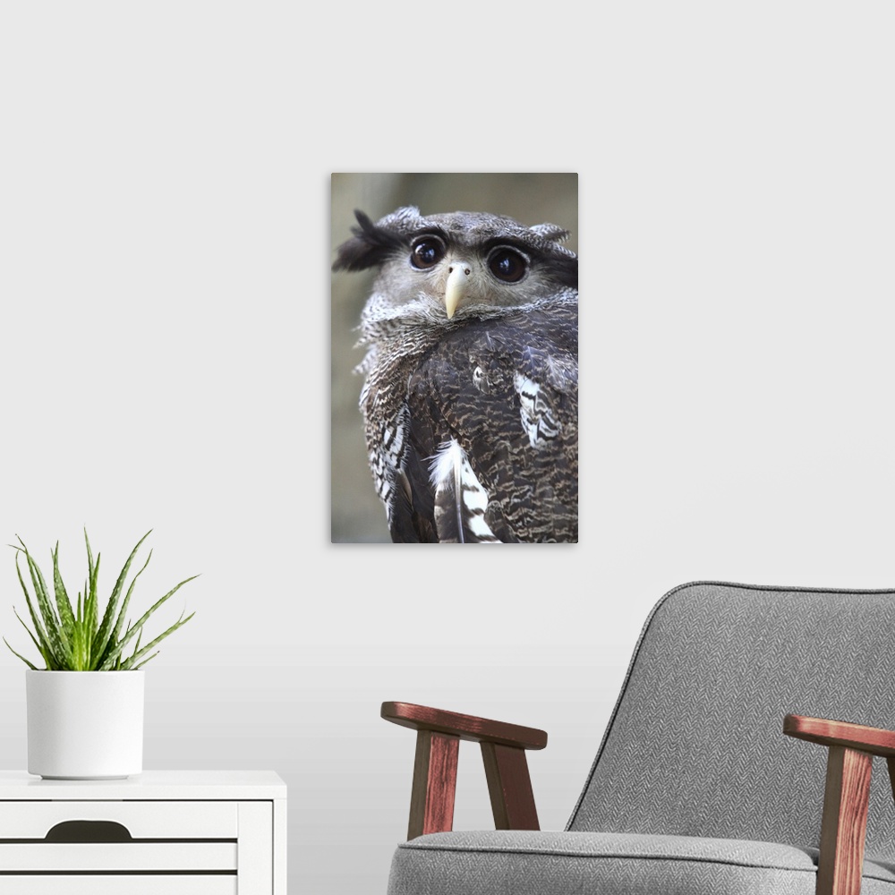 A modern room featuring Eagle owl, Tokyo, Japan