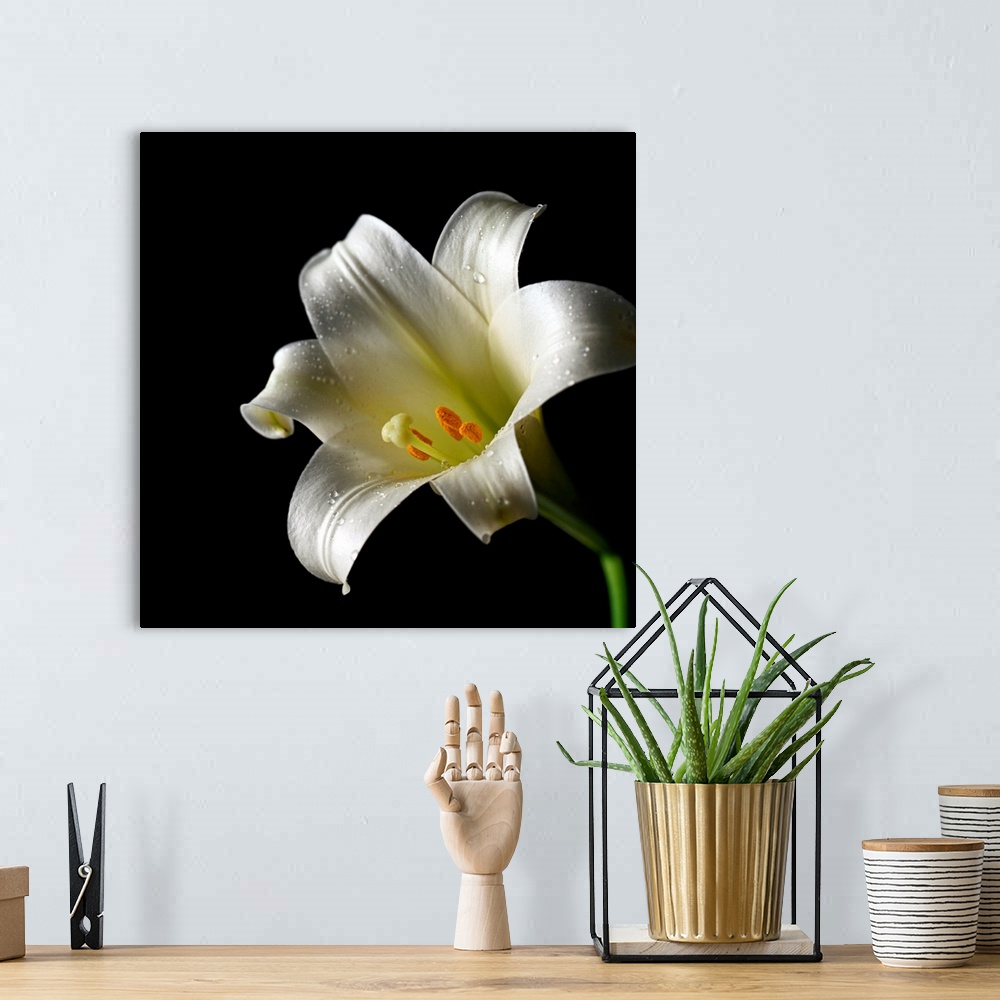 A bohemian room featuring Easter Lily Close-Up