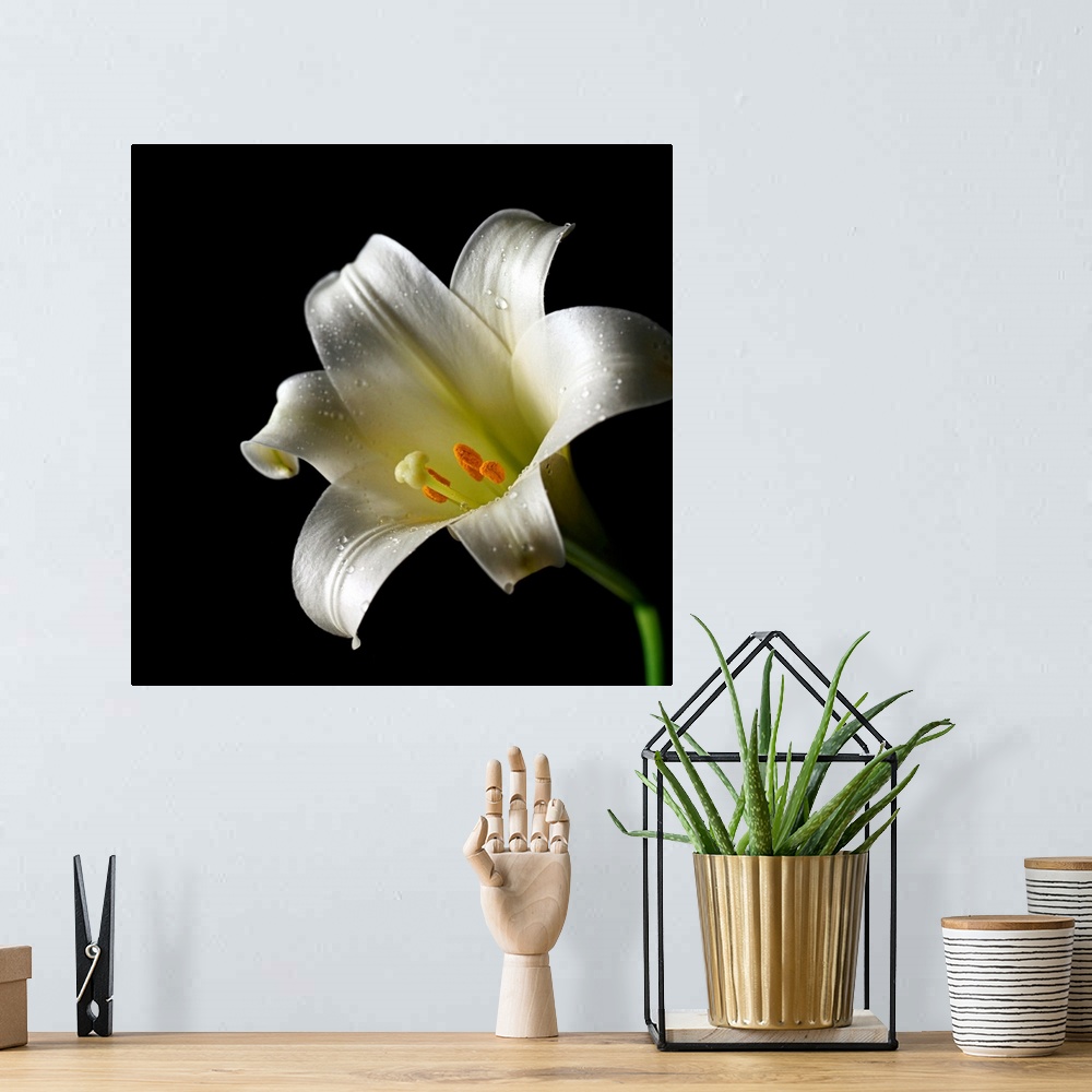 A bohemian room featuring Easter Lily Close-Up