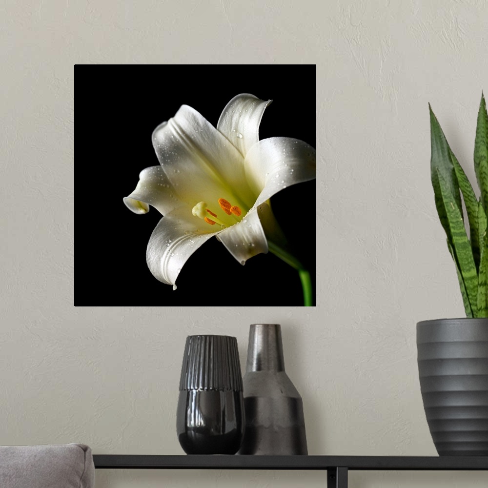 A modern room featuring Easter Lily Close-Up