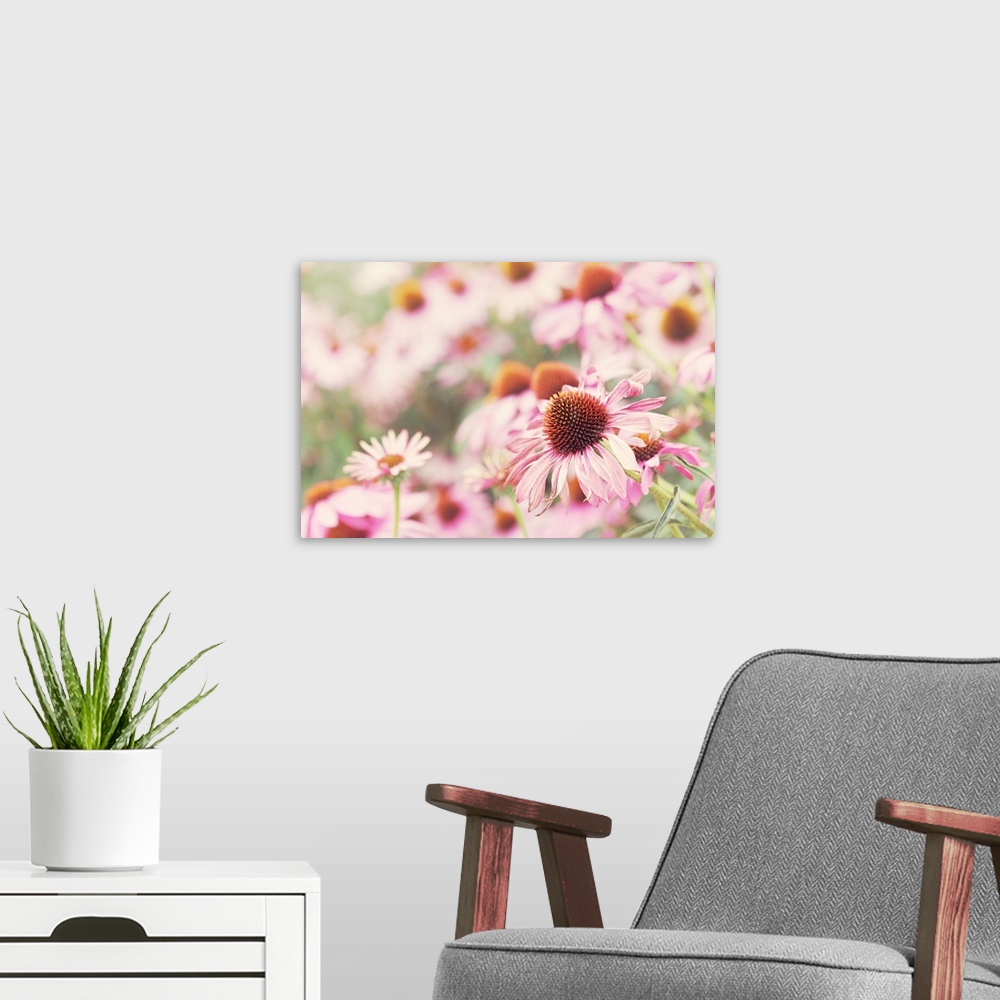 A modern room featuring Echinacea, pink flowers in sunlight.