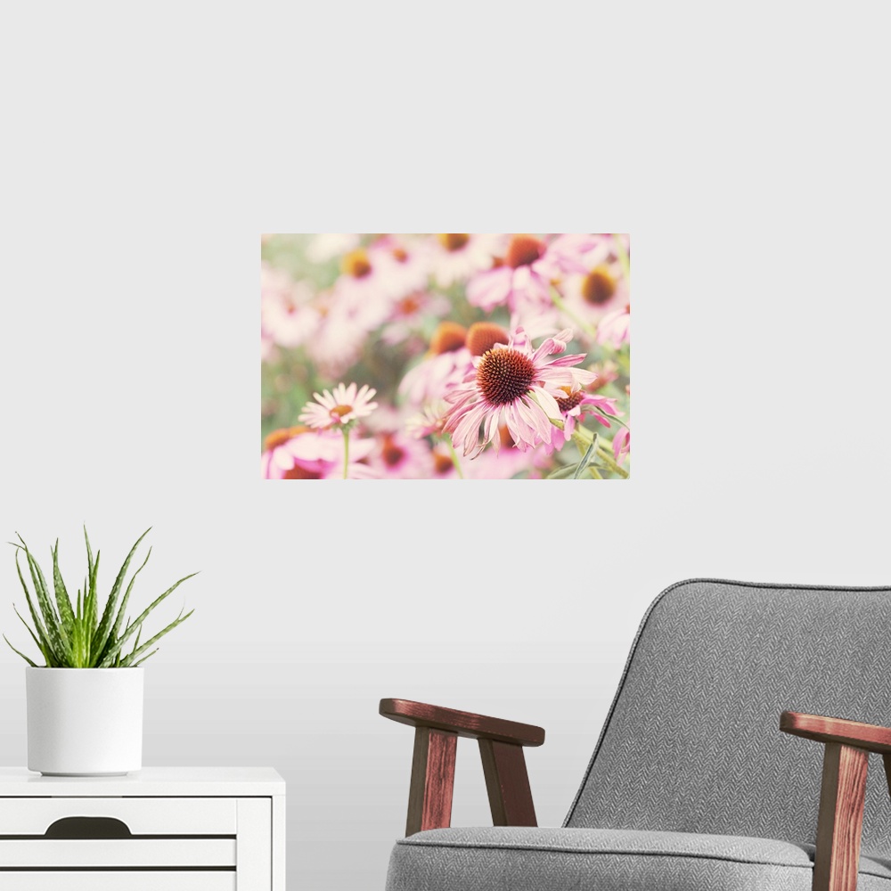 A modern room featuring Echinacea, pink flowers in sunlight.