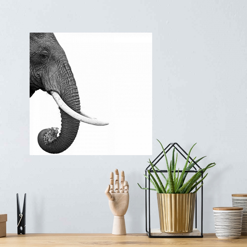A bohemian room featuring An artistic black and white shot of just an elephants face, trunk and tusks skewed to the left si...