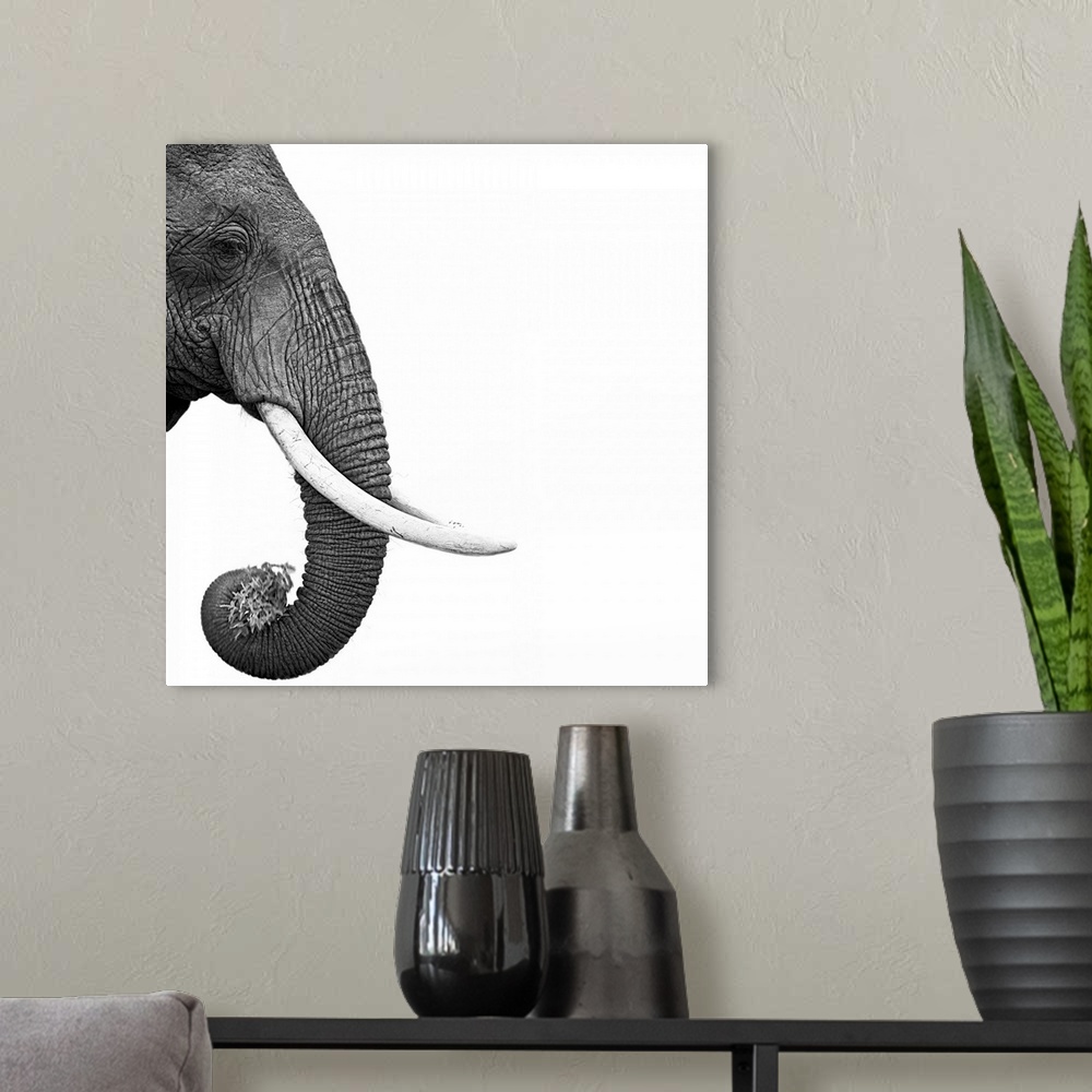 A modern room featuring An artistic black and white shot of just an elephants face, trunk and tusks skewed to the left si...