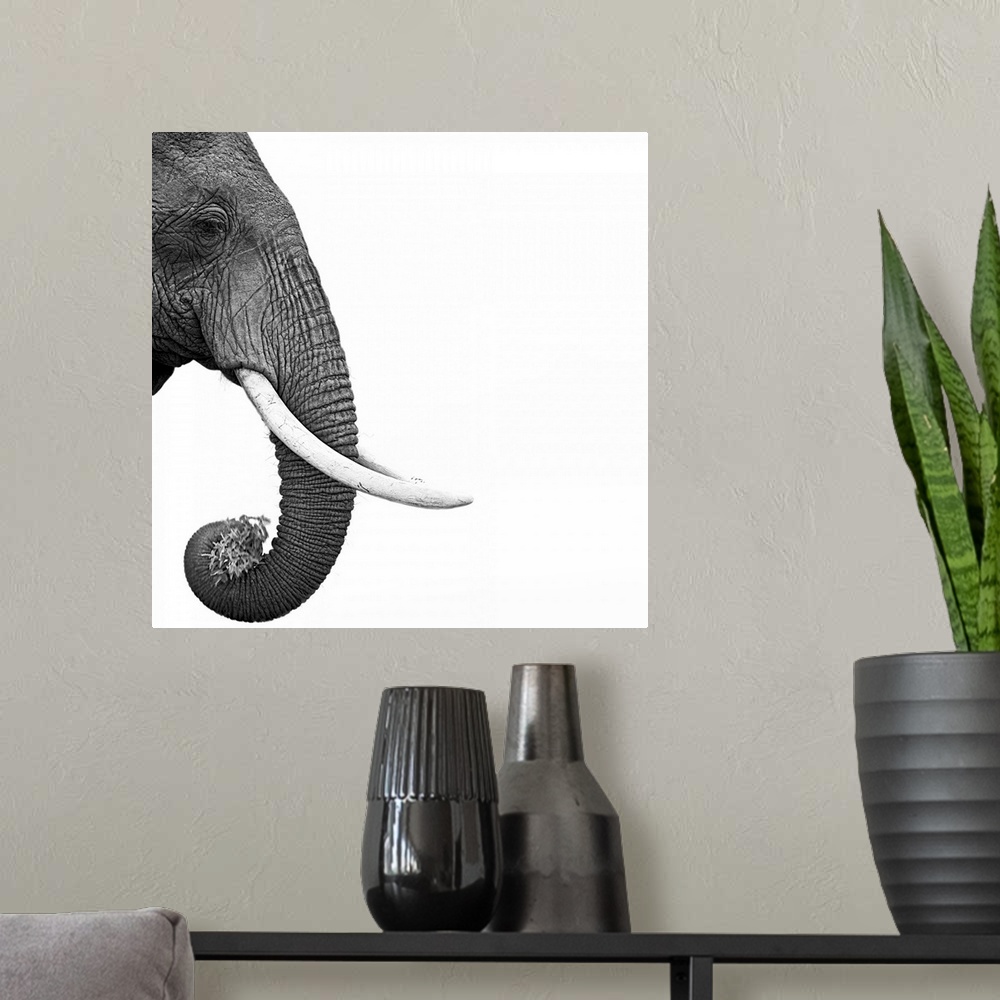 A modern room featuring An artistic black and white shot of just an elephants face, trunk and tusks skewed to the left si...