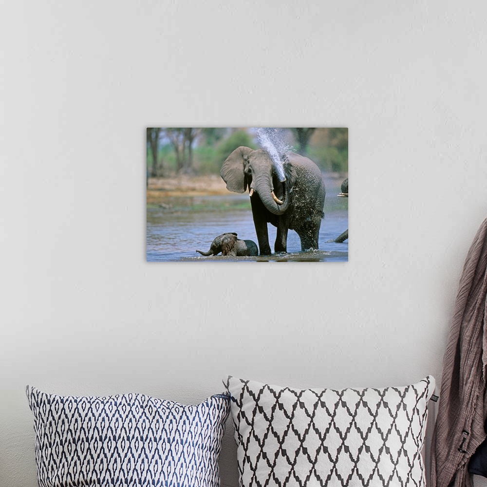 A bohemian room featuring Elephant And Calf Cooling Off In River