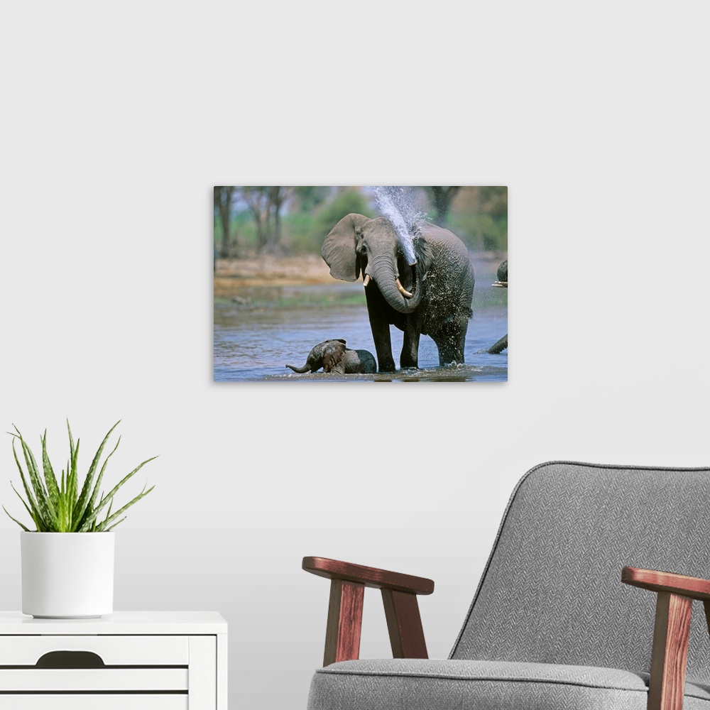A modern room featuring Elephant And Calf Cooling Off In River