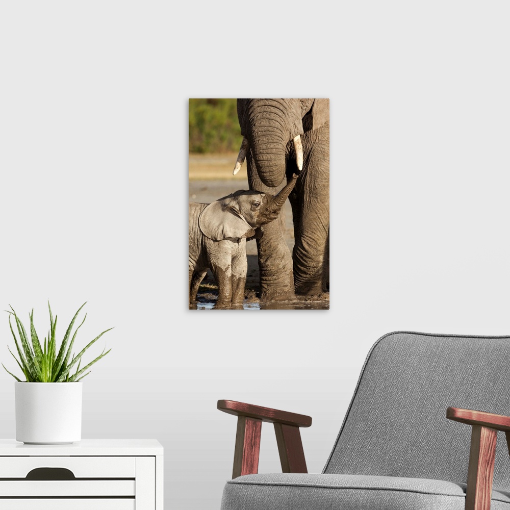 A modern room featuring Tanzania, Ngorongoro Conservation Area, Ndutu Plains, Young Elephant calf (Loxodonta africana) ra...
