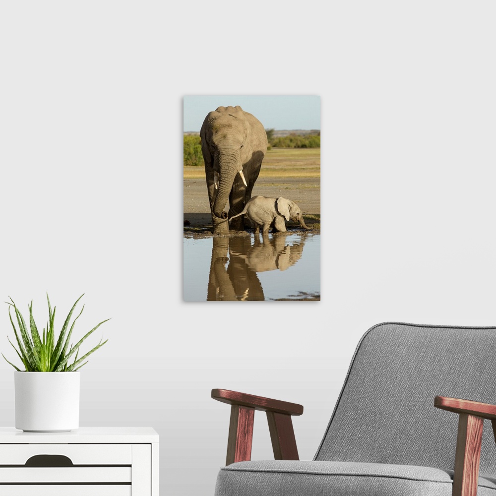 A modern room featuring Tanzania, Ngorongoro Conservation Area, Ndutu Plains, Young Elephant calf (Loxodonta africana) st...