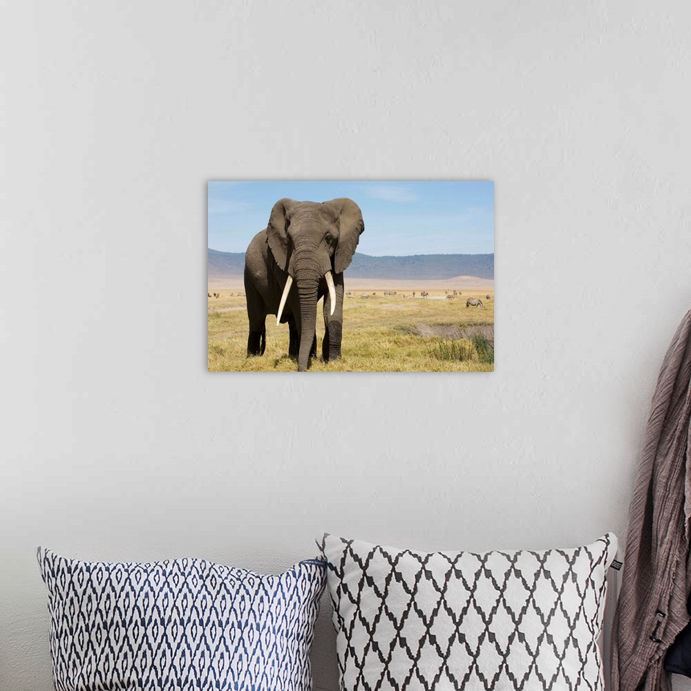 A bohemian room featuring Elephant In Ngorongoro Conservation Area, Tanzania
