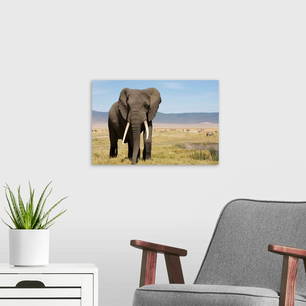 A modern room featuring Elephant In Ngorongoro Conservation Area, Tanzania