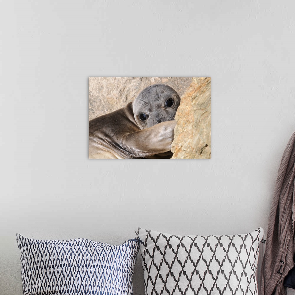 A bohemian room featuring Elephant seal on hike around West San Benito Island.