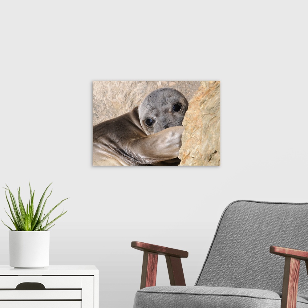A modern room featuring Elephant seal on hike around West San Benito Island.