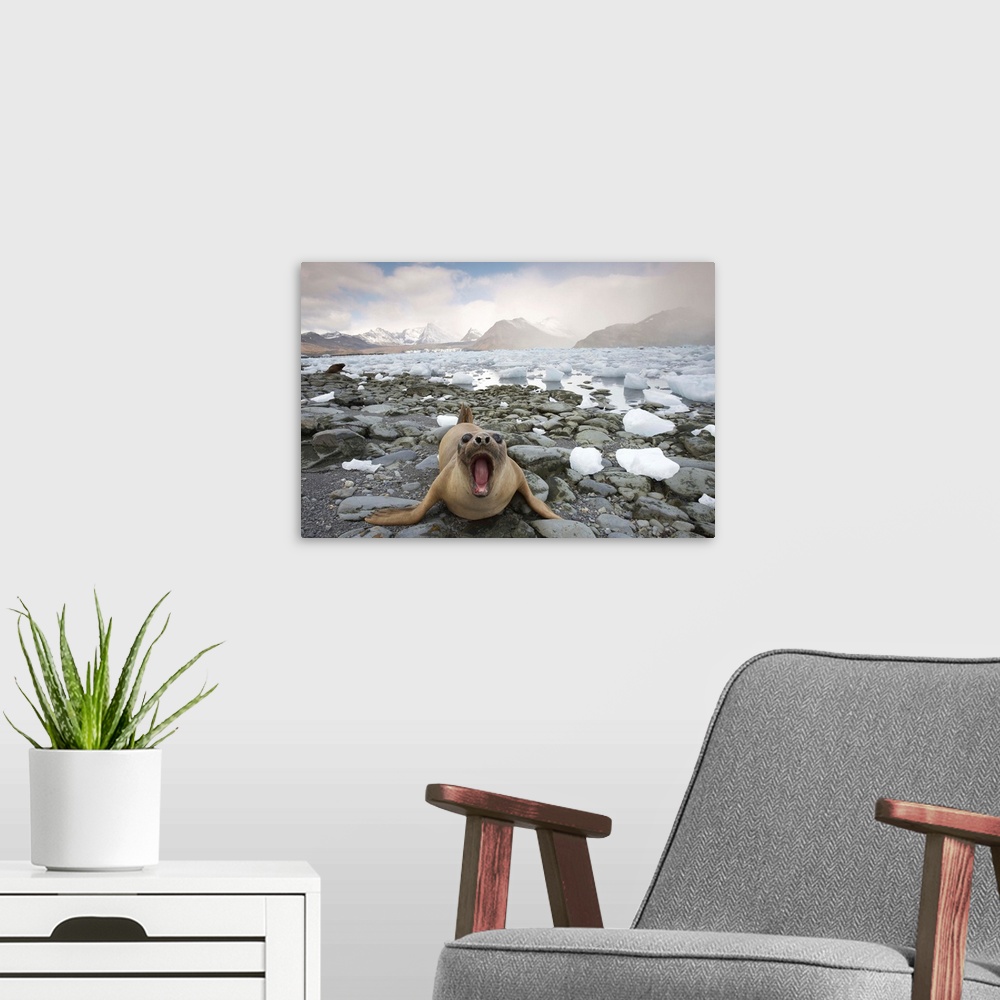 A modern room featuring Elephant Seal (Mirounga leonina) on the beach surrounded by ice calved from Neumayer Glacier in C...