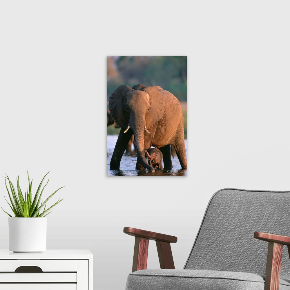 A modern room featuring Elephant With Calf Wading In River