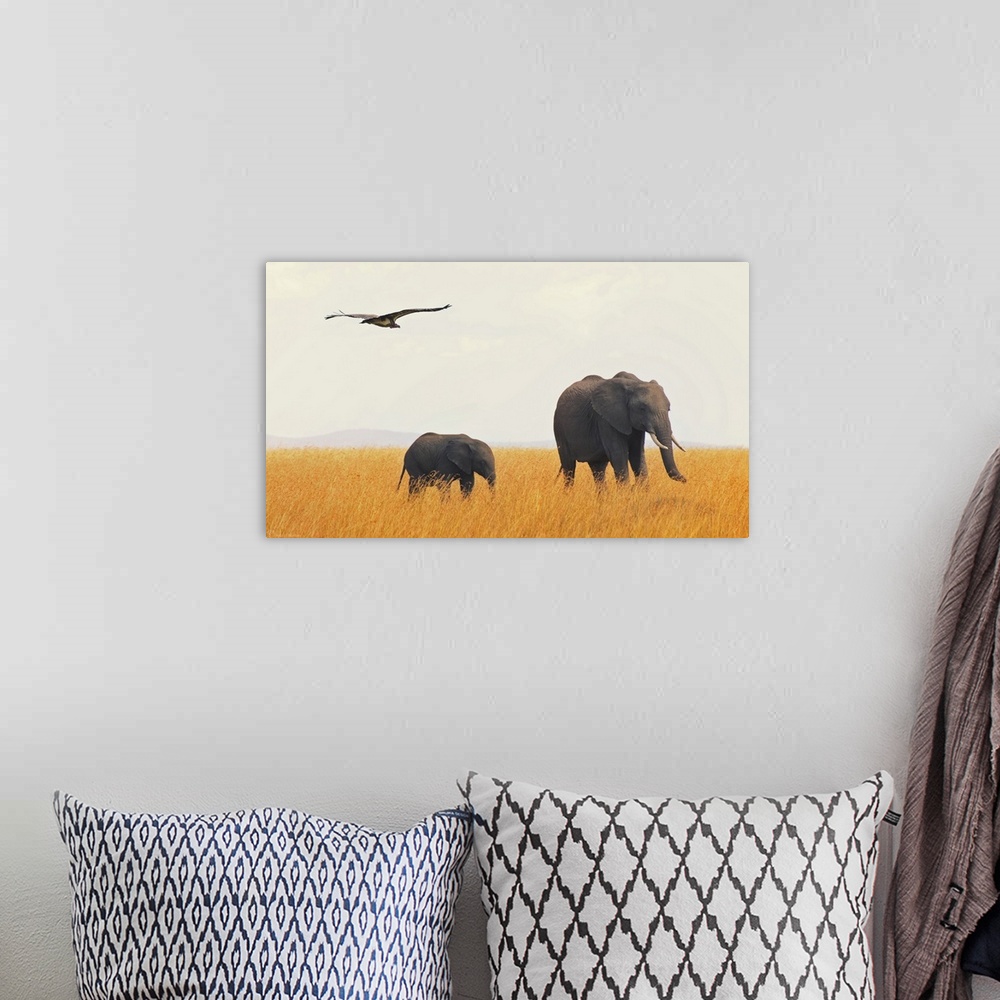 A bohemian room featuring Elephants in grass field with flying lappet, Masai Mara, Kenya.