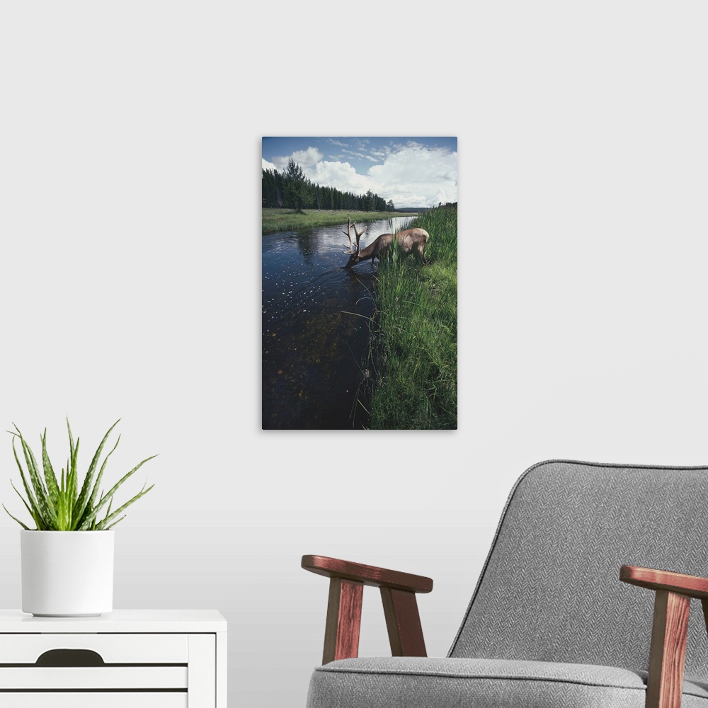 A modern room featuring Elk drinking from a stream