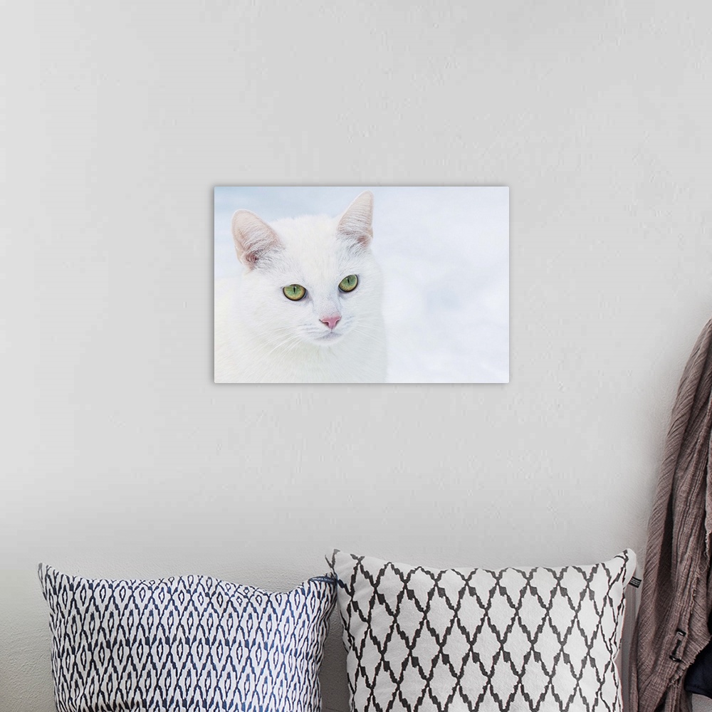 A bohemian room featuring Emerald green in white velvet. Portrait of cat.