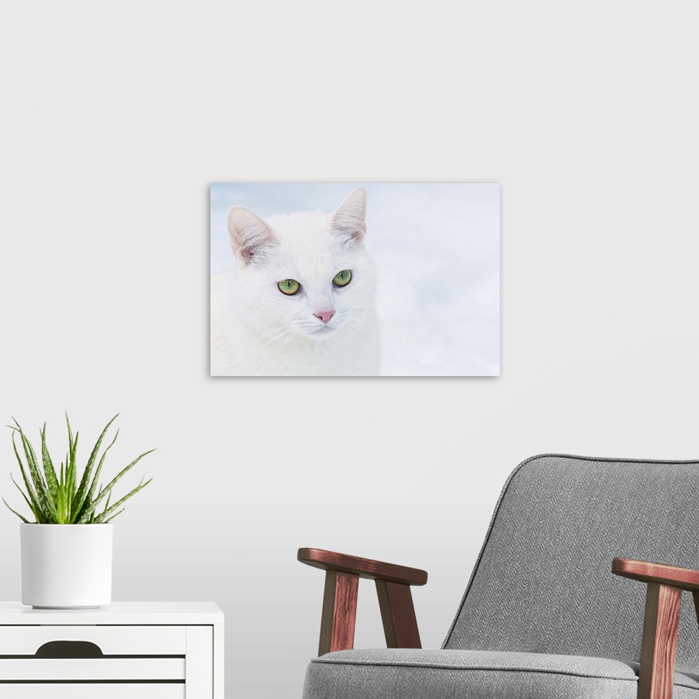 A modern room featuring Emerald green in white velvet. Portrait of cat.