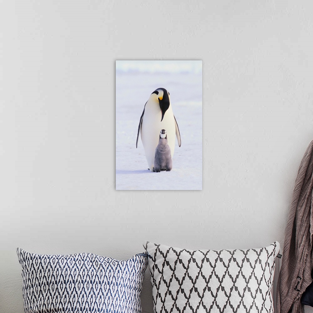 A bohemian room featuring Emperor Penguin And Baby