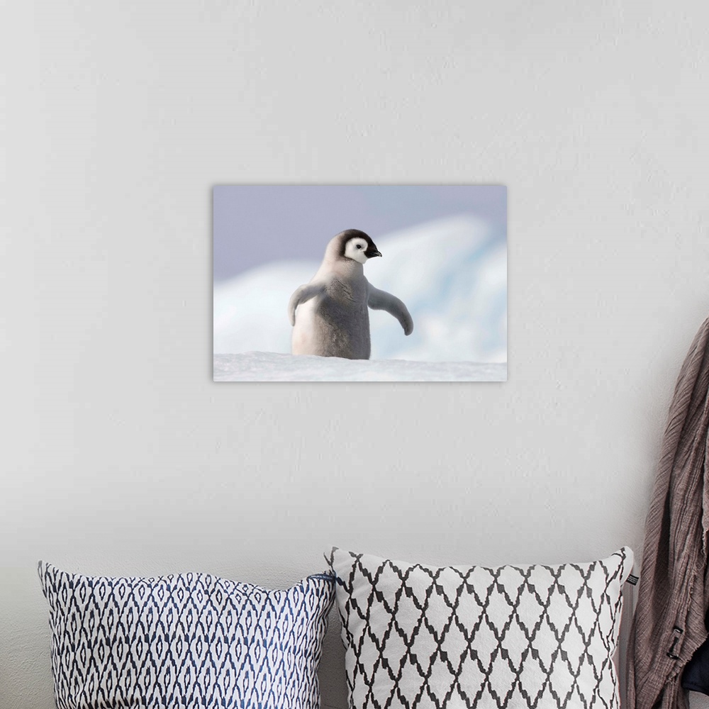 A bohemian room featuring Emperor Penguin Chick In Antarctica