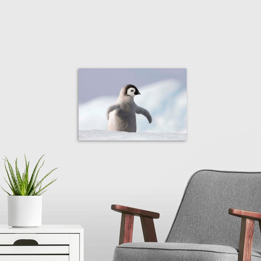 A modern room featuring Emperor Penguin Chick In Antarctica