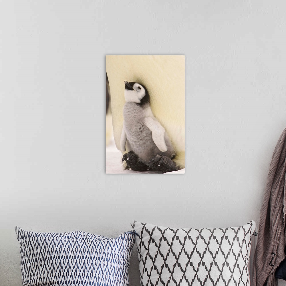 A bohemian room featuring Emperor Penguin Chick On Parent's Feet