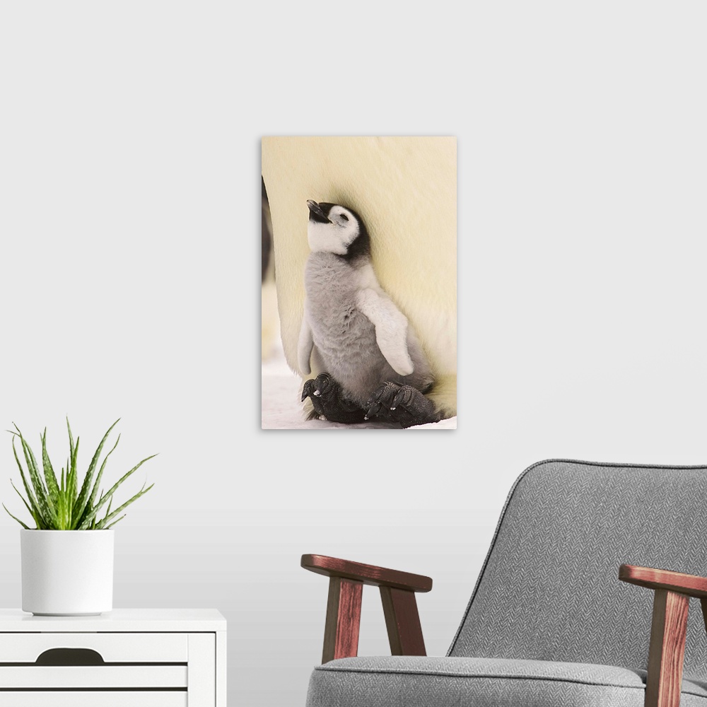 A modern room featuring Emperor Penguin Chick On Parent's Feet