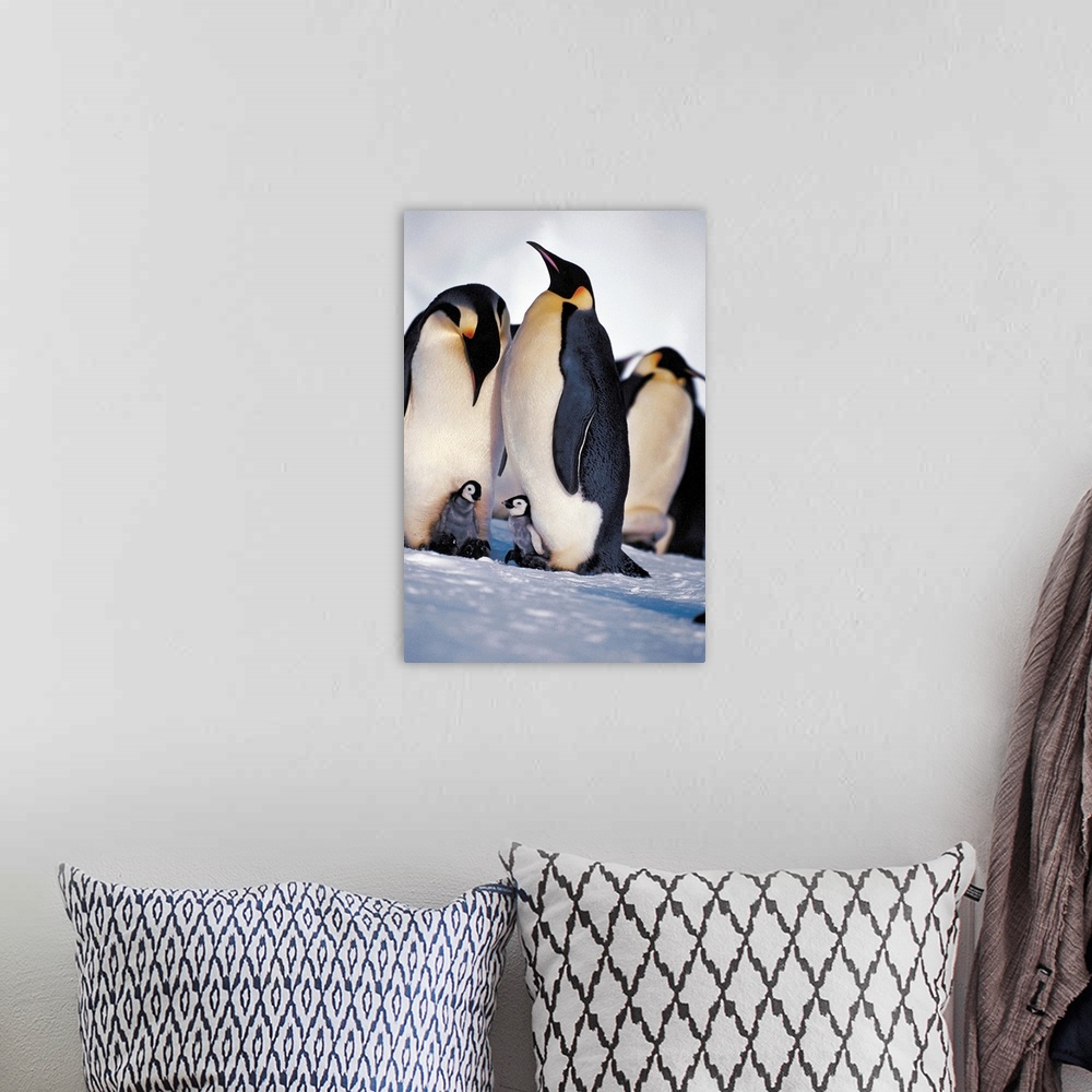 A bohemian room featuring Emperor Penguin family