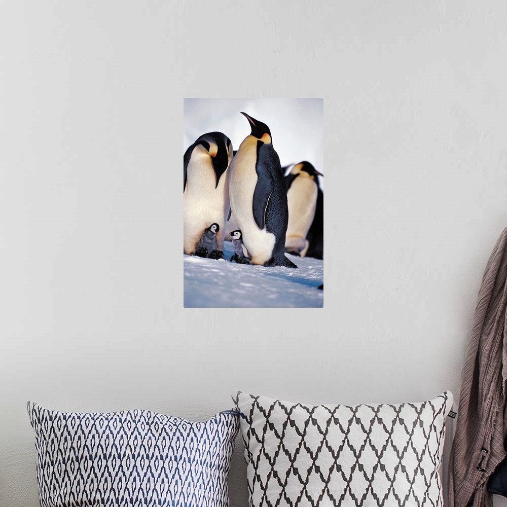 A bohemian room featuring Emperor Penguin family