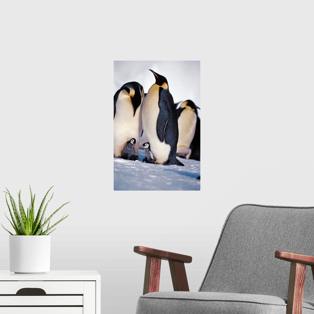 A modern room featuring Emperor Penguin family