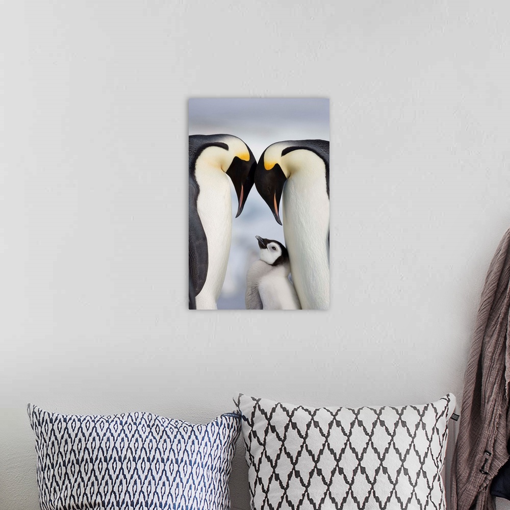 A bohemian room featuring Emperor Penguins And Chick In Antarctica