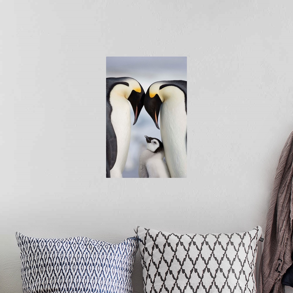 A bohemian room featuring Emperor Penguins And Chick In Antarctica