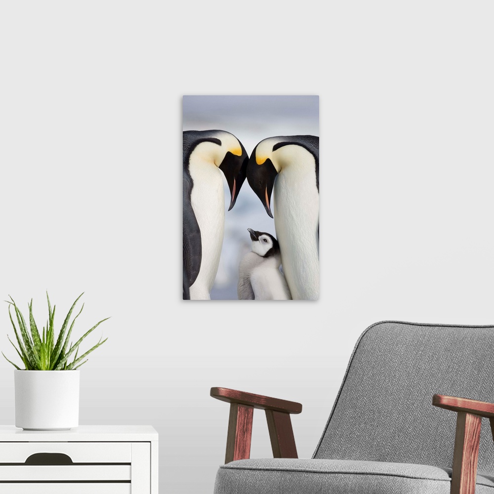 A modern room featuring Emperor Penguins And Chick In Antarctica