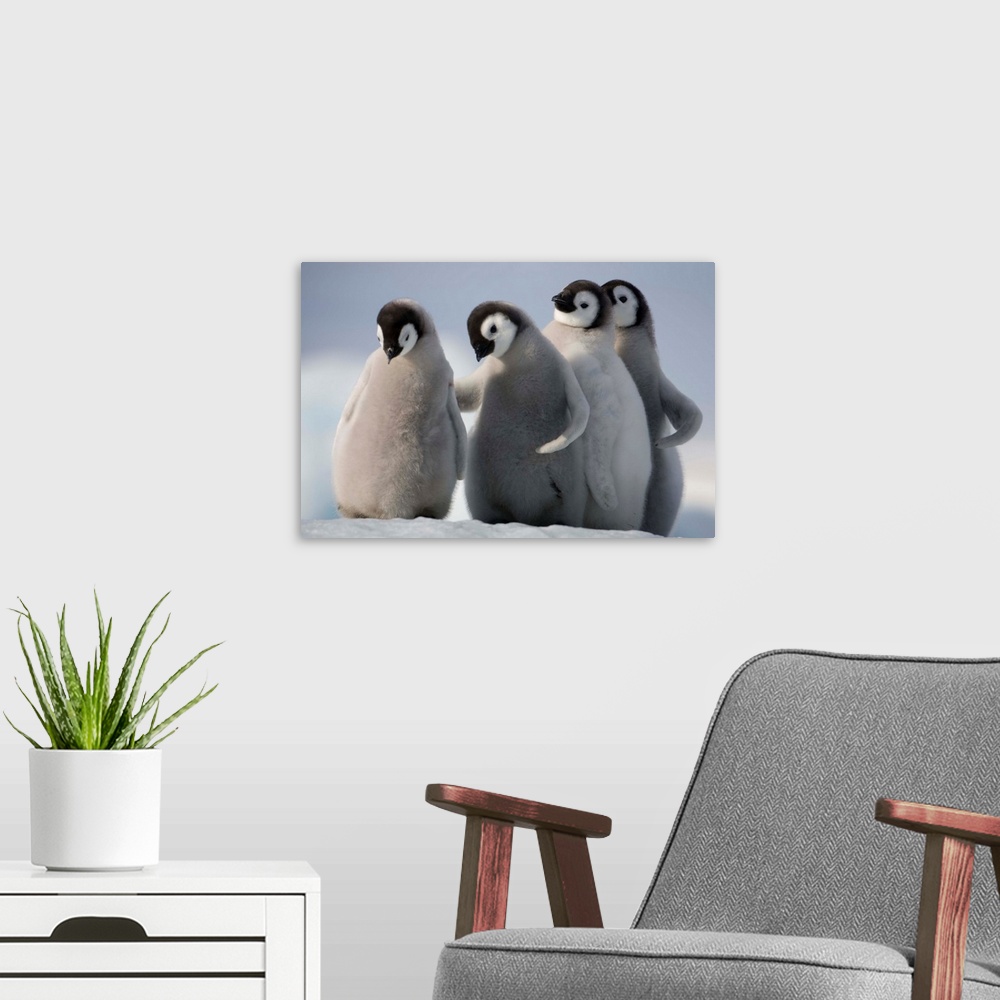 A modern room featuring Emperor Penguins In Antarctica