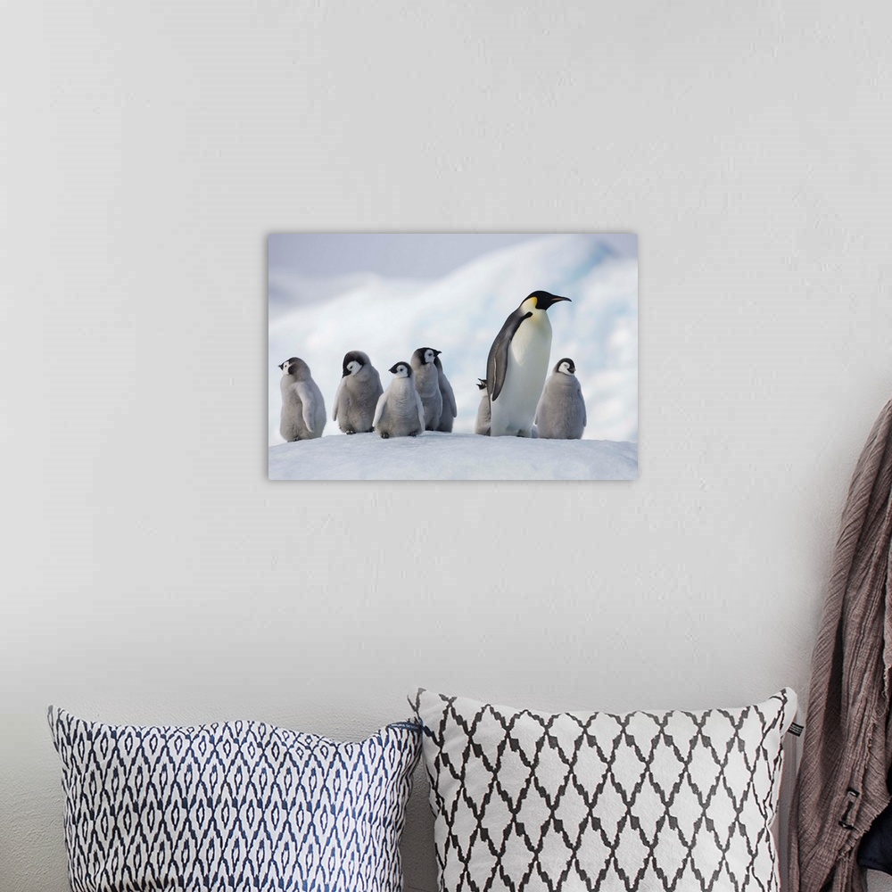 A bohemian room featuring Emperor Penguins In Antarctica