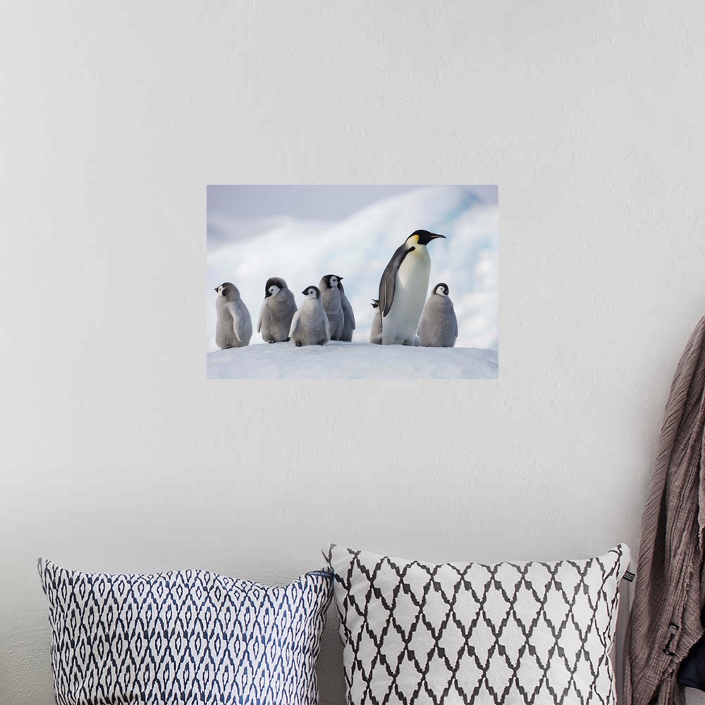 A bohemian room featuring Emperor Penguins In Antarctica