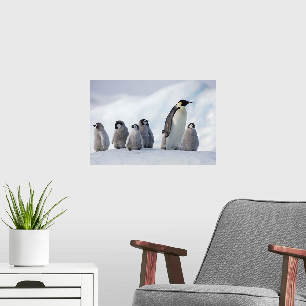 A modern room featuring Emperor Penguins In Antarctica